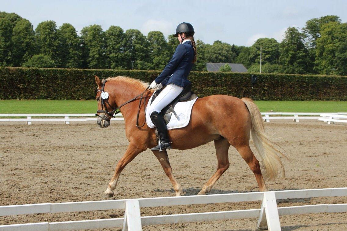 Haflinger Kousteds Ronja billede 16