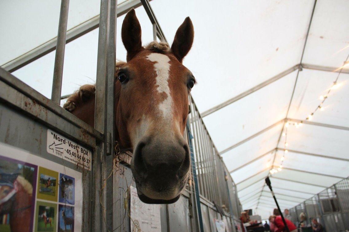 Haflinger Kousteds Ronja billede 8