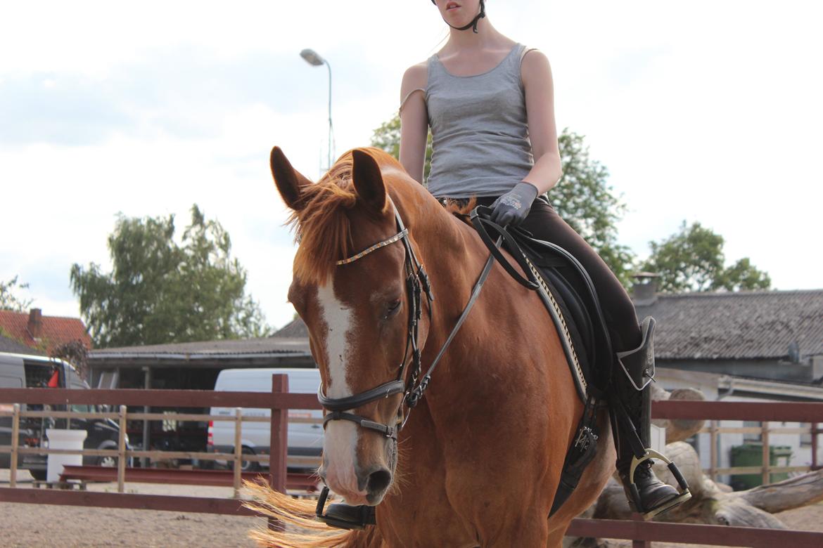 Anden særlig race Safir billede 3