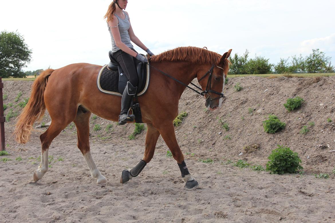 Anden særlig race Safir billede 5