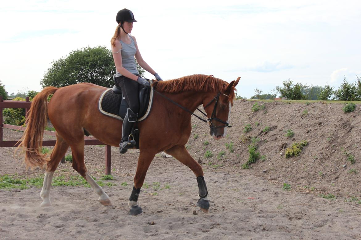 Anden særlig race Safir billede 4