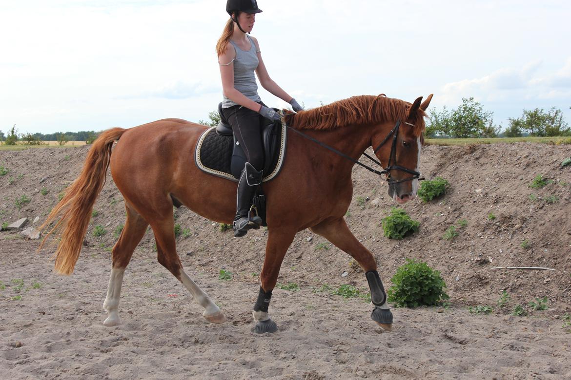 Anden særlig race Safir billede 6