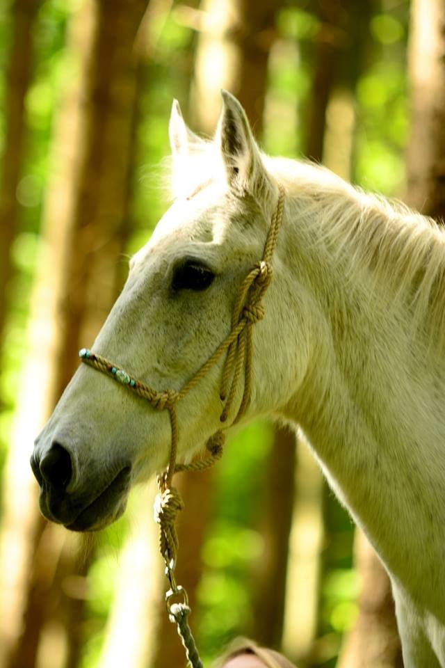 Anden særlig race Mon Cherie (Himmelhest) billede 1
