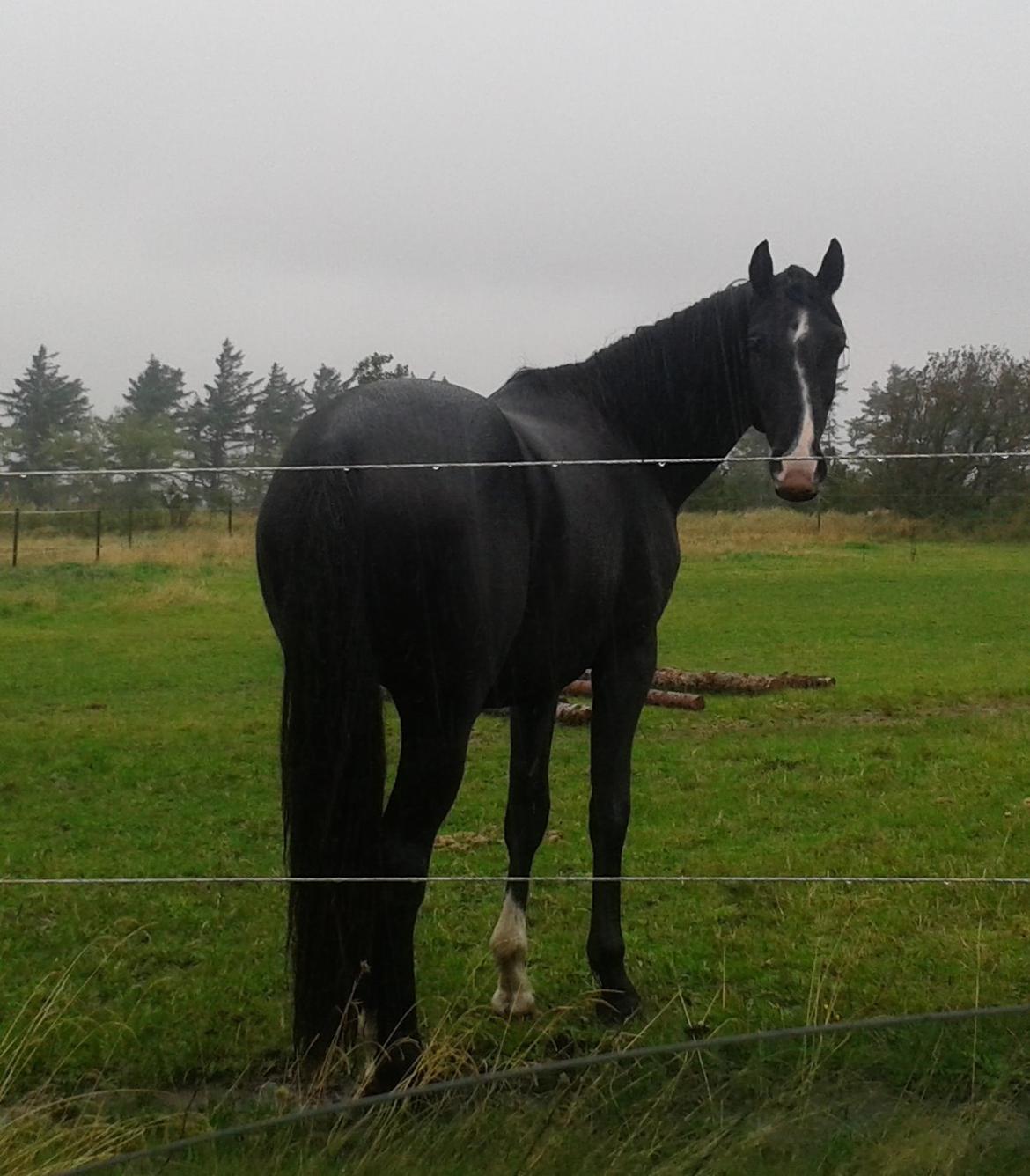 Dansk Varmblod Mosegårdens Derello "Frost" <3 billede 14