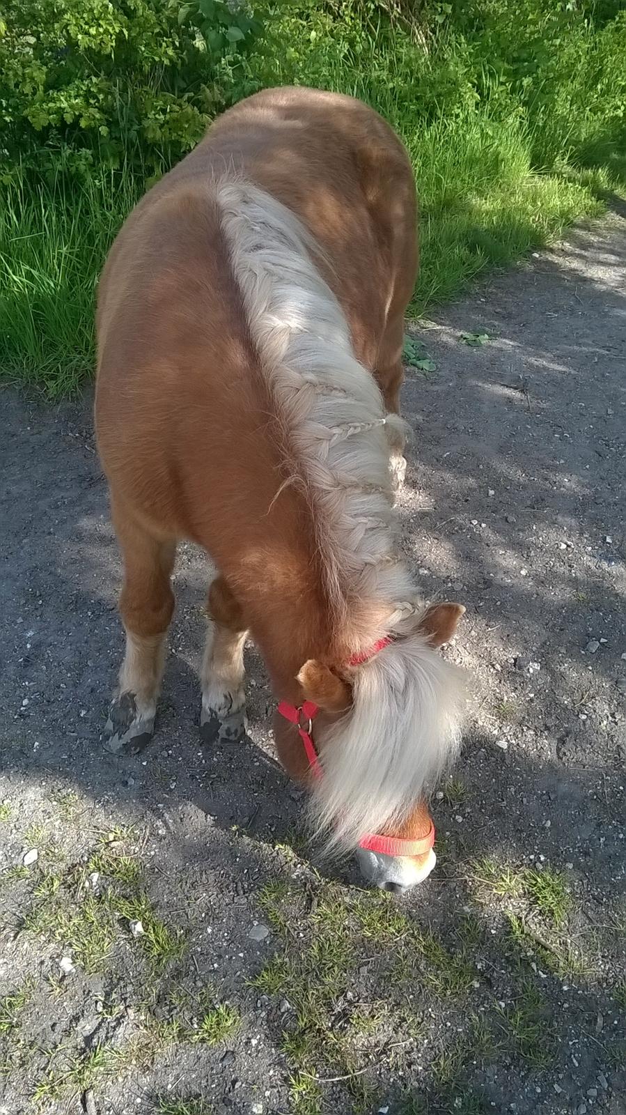 Shetlænder Walentin - Første gatur uden træktov <3 billede 2