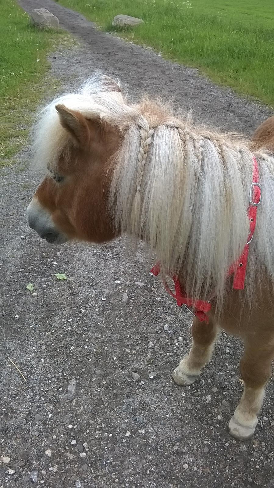 Shetlænder Walentin - Når ikke man har en cordeo, må man være kreativ :p billede 3