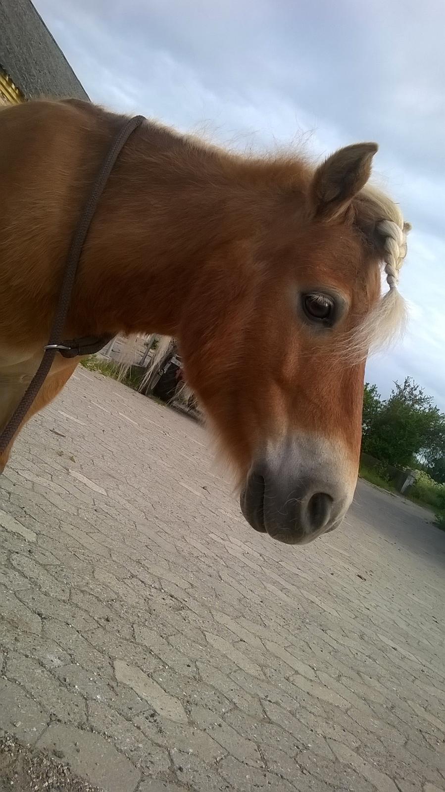 Shetlænder Walentin - Preeetty <3 billede 4