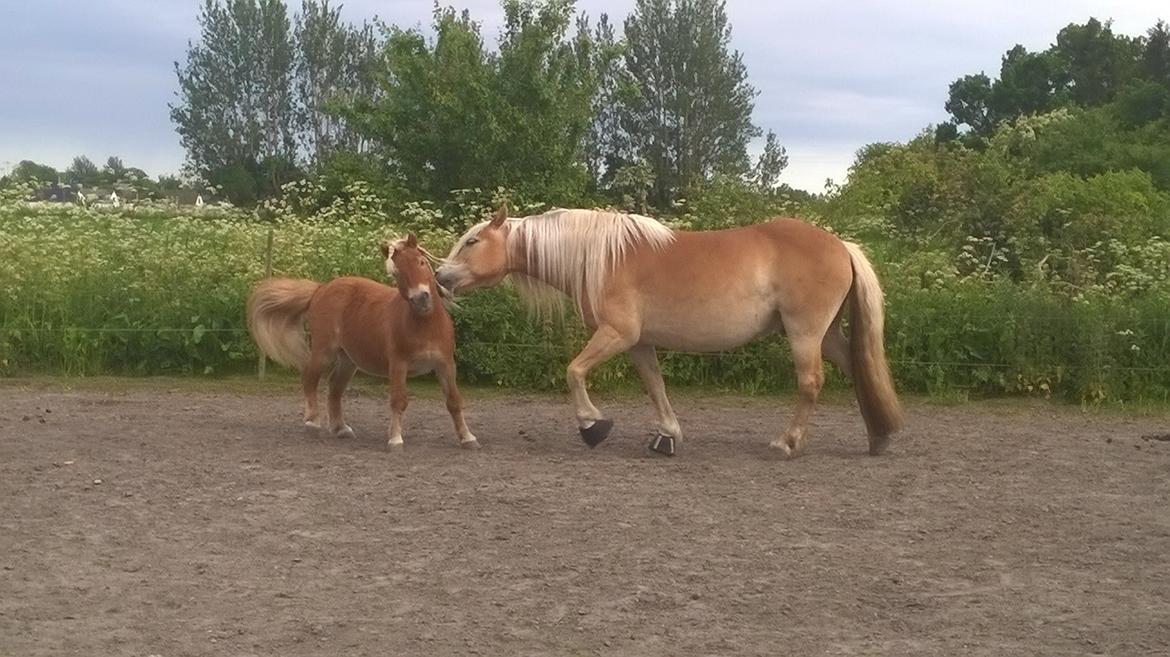 Shetlænder Walentin - Bromance xD billede 5