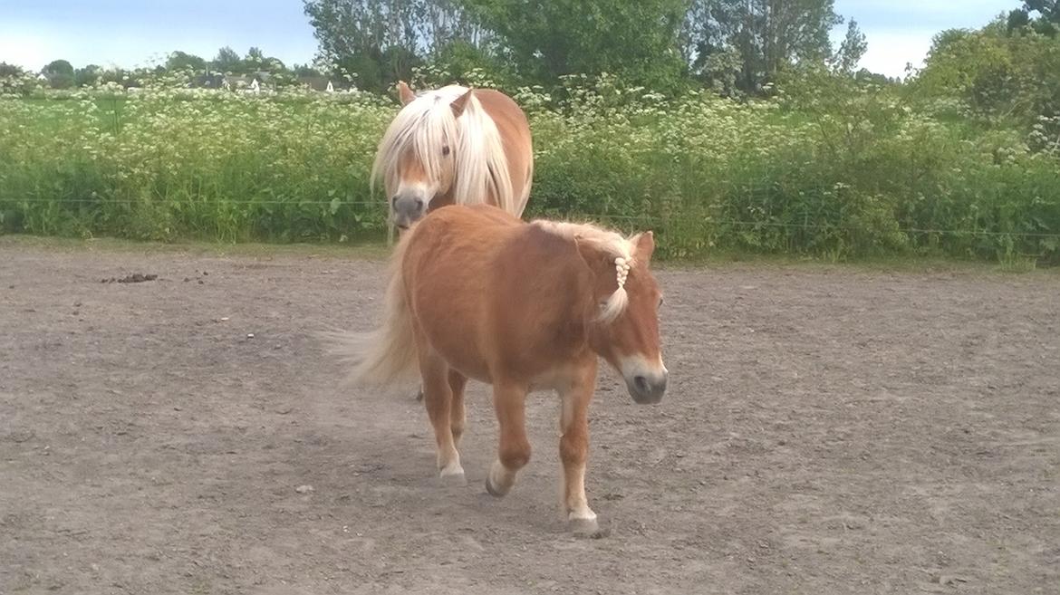 Shetlænder Walentin - Så fik Walle nok ^^ billede 6