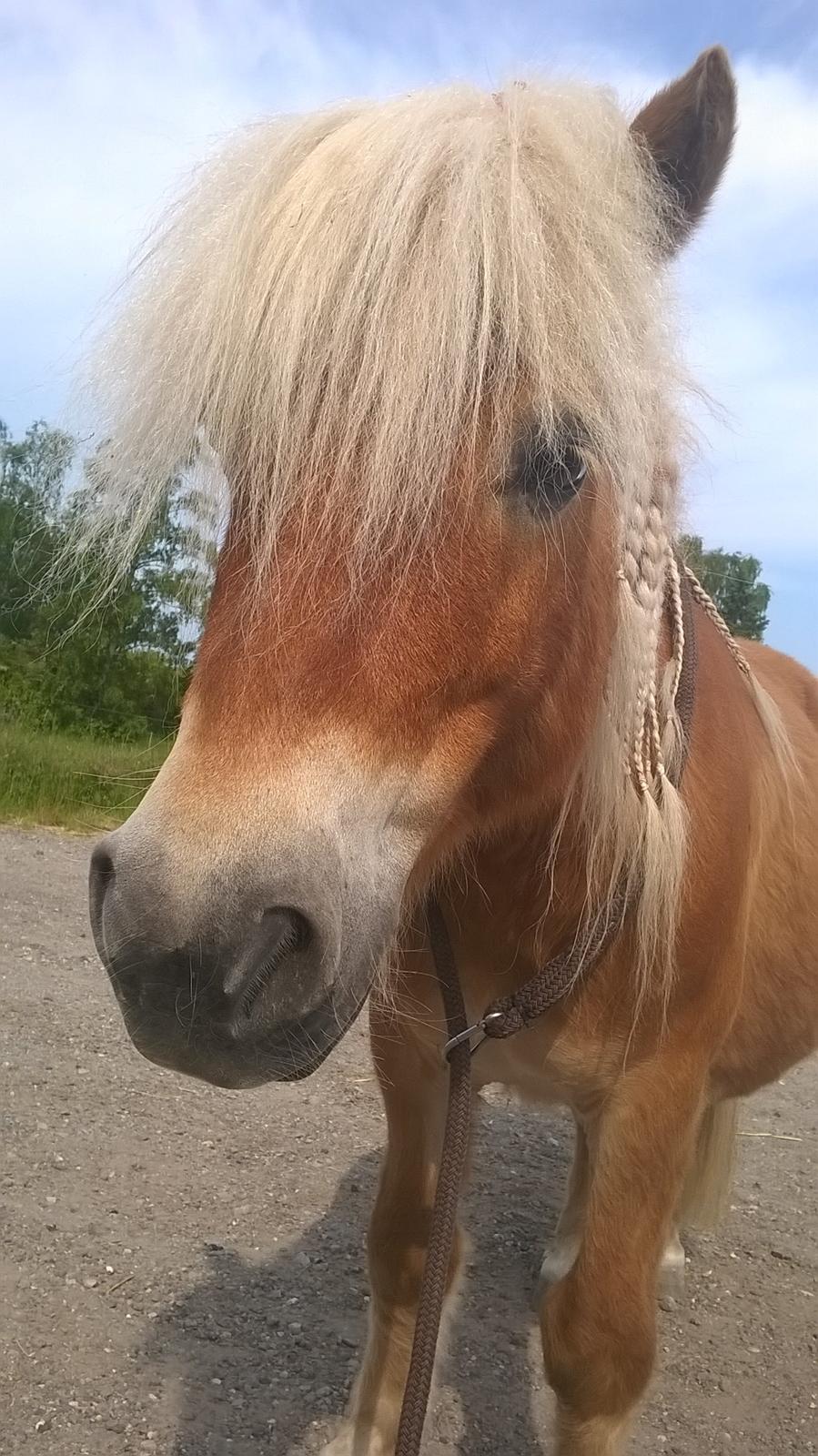 Shetlænder Walentin - Han minder mig om en indianer hest med de fletninger <3 billede 7