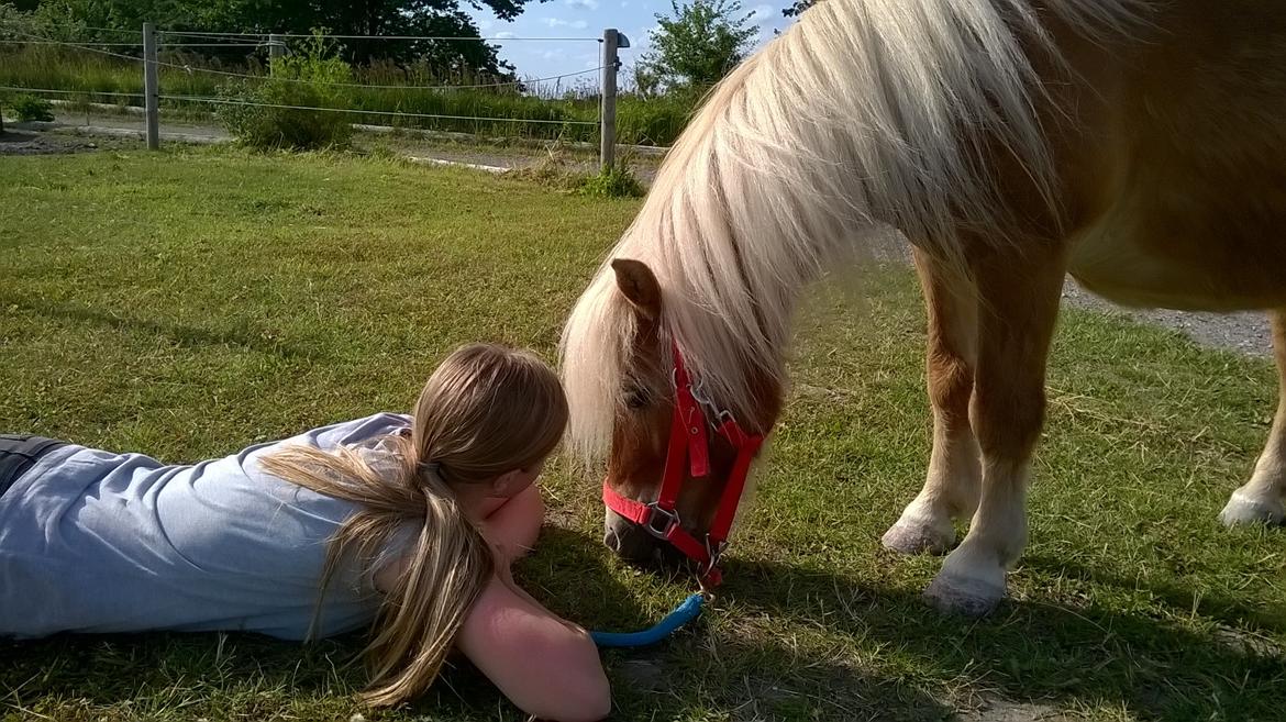 Shetlænder Walentin - Sommer minder <3 billede 8