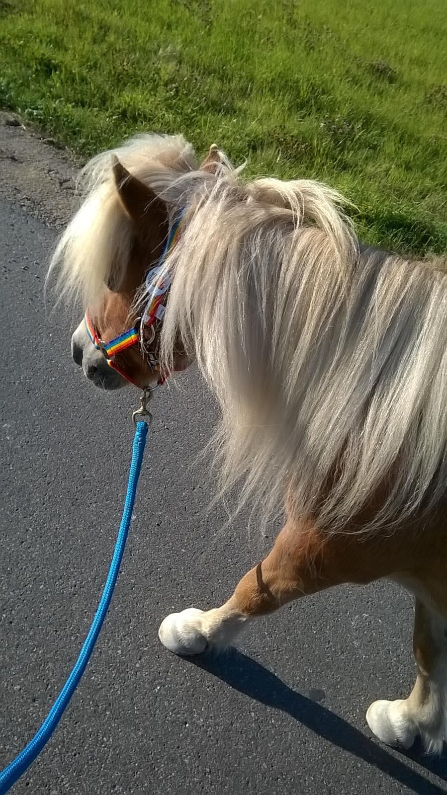 Shetlænder Walentin - Han ser så spinkel ud :o billede 9