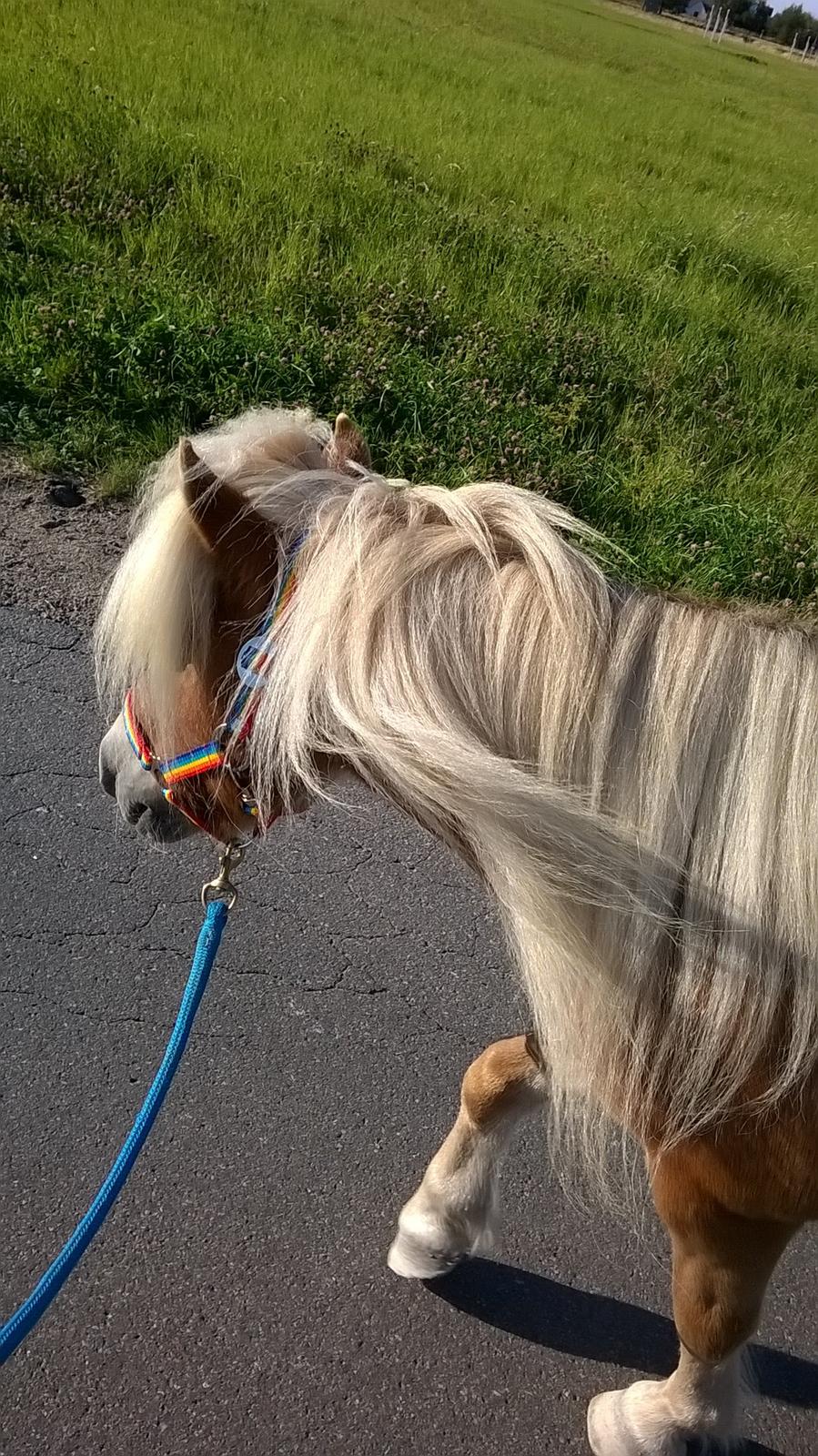 Shetlænder Walentin - Hans man <3 billede 10