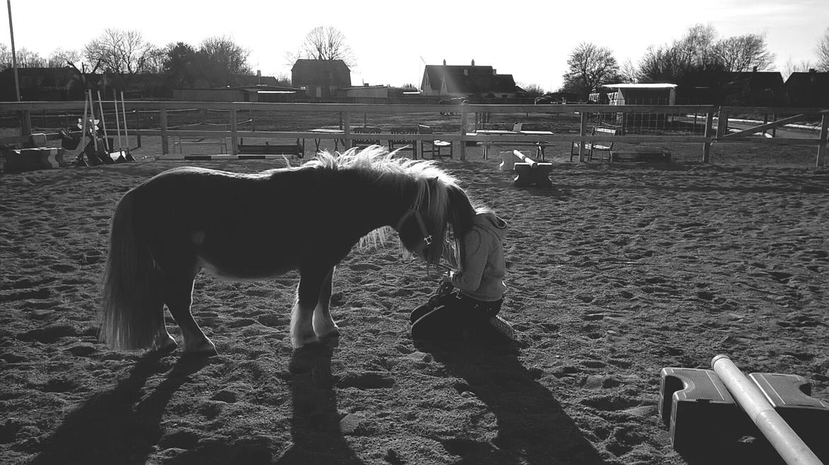 Shetlænder Walentin - Det mest betydningsfulde billede vi har <3 billede 11