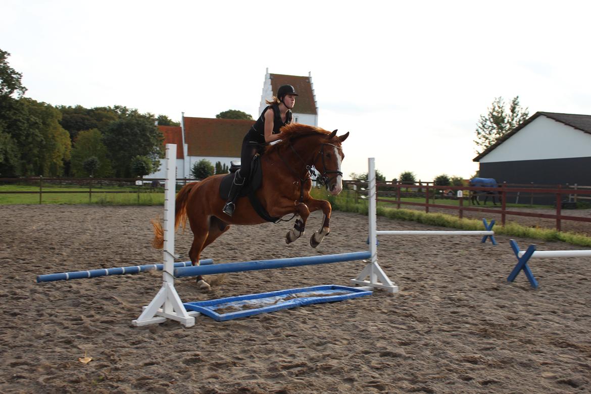 Anden særlig race Safir billede 7