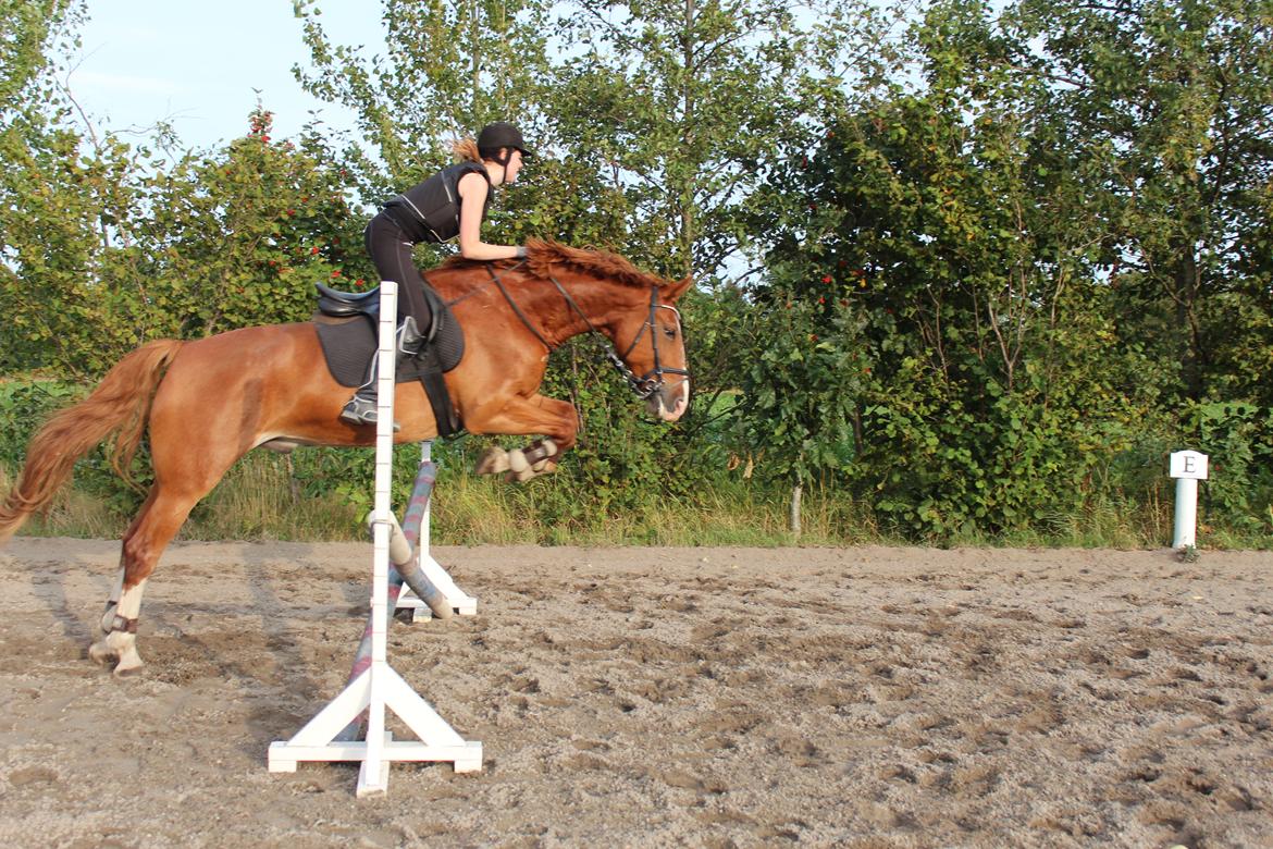 Anden særlig race Safir billede 8