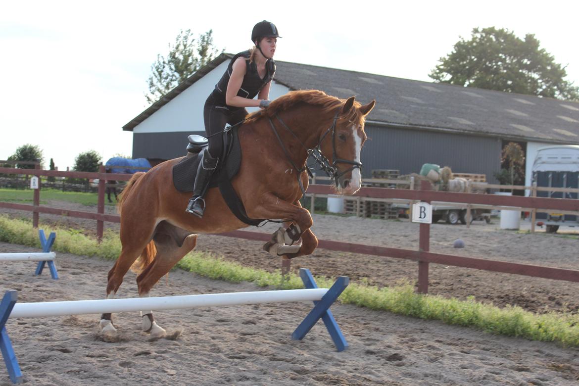 Anden særlig race Safir billede 9