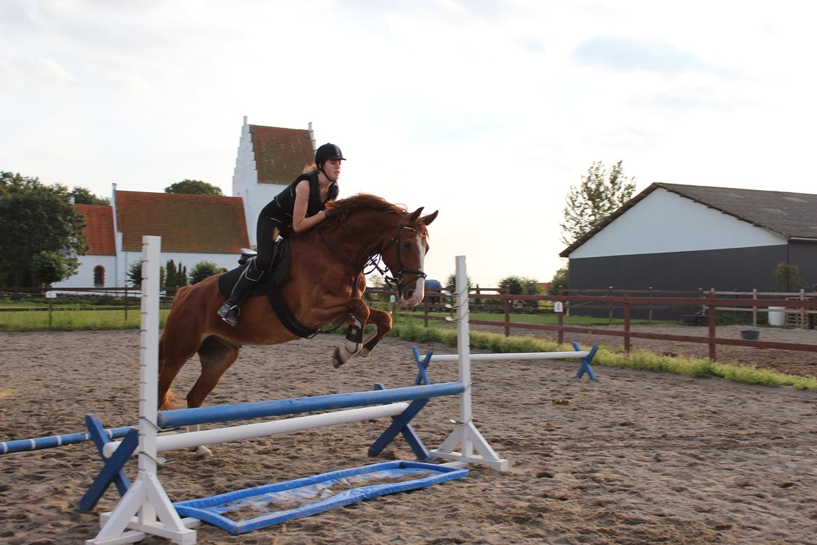 Anden særlig race Safir billede 11