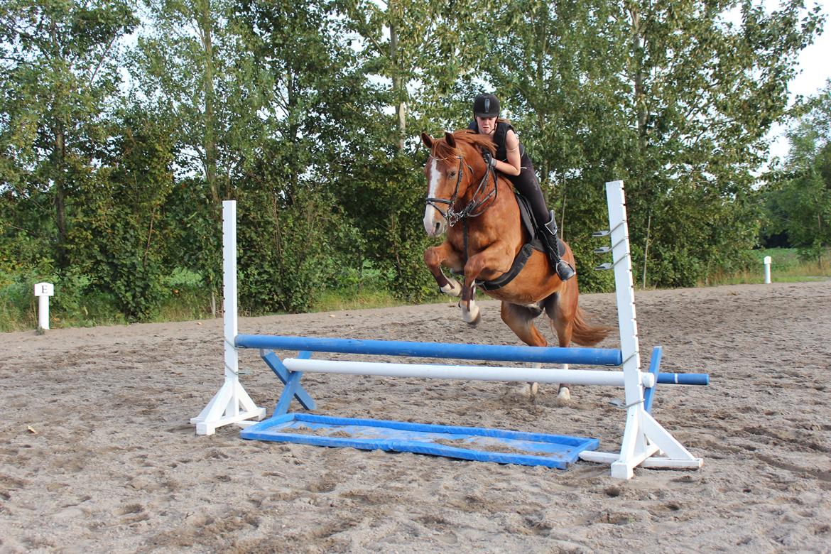 Anden særlig race Safir billede 10