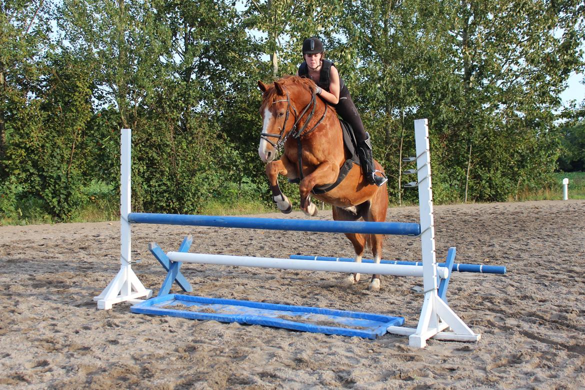 Anden særlig race Safir billede 1