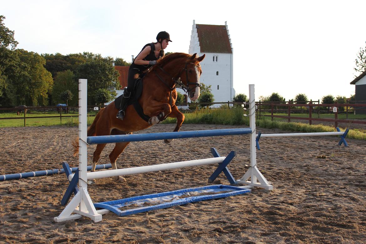 Anden særlig race Safir billede 12