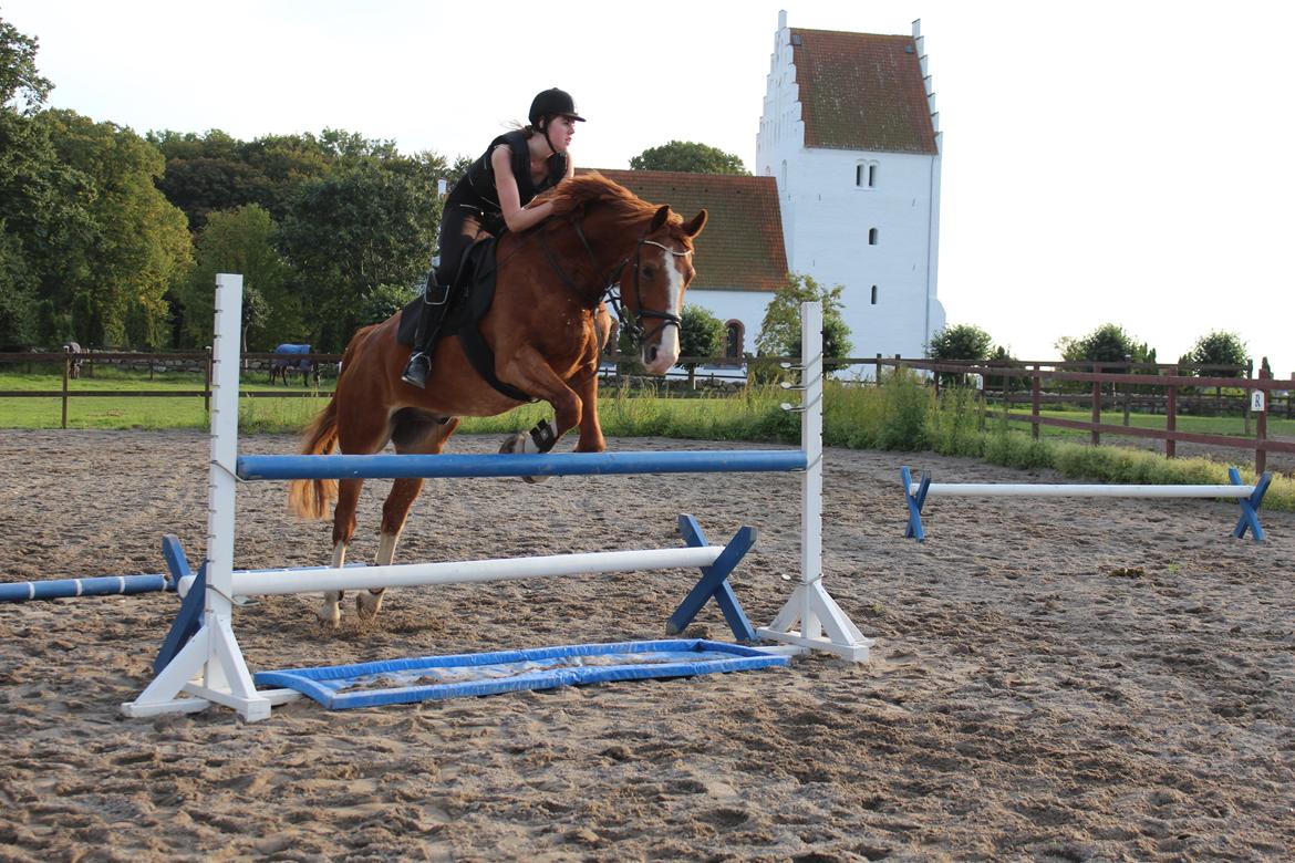 Anden særlig race Safir billede 13