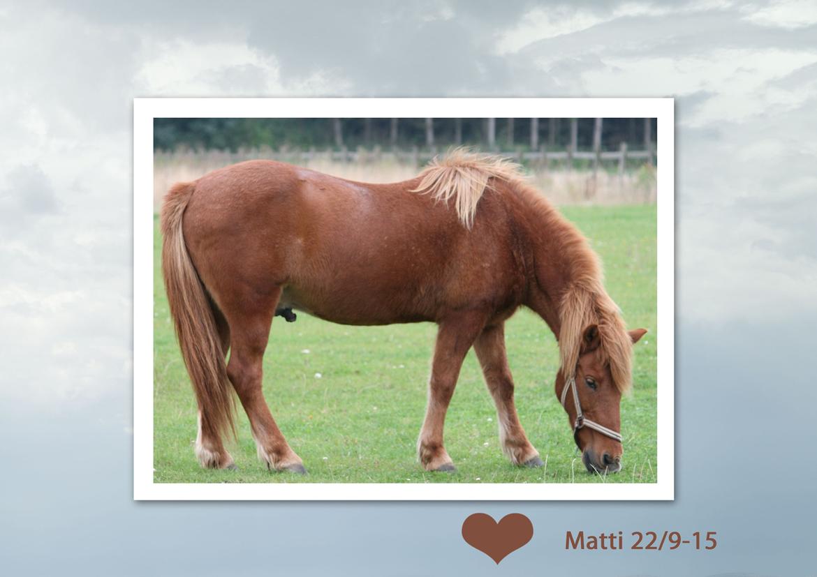 Islænder "Lille hest" billede 20