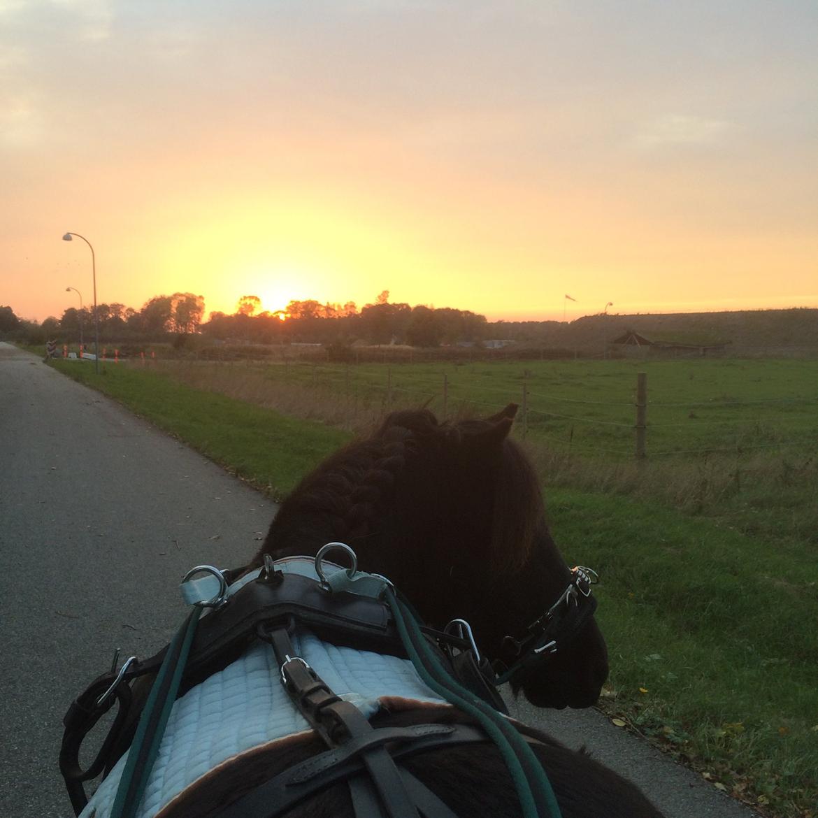 Shetlænder Harley billede 20