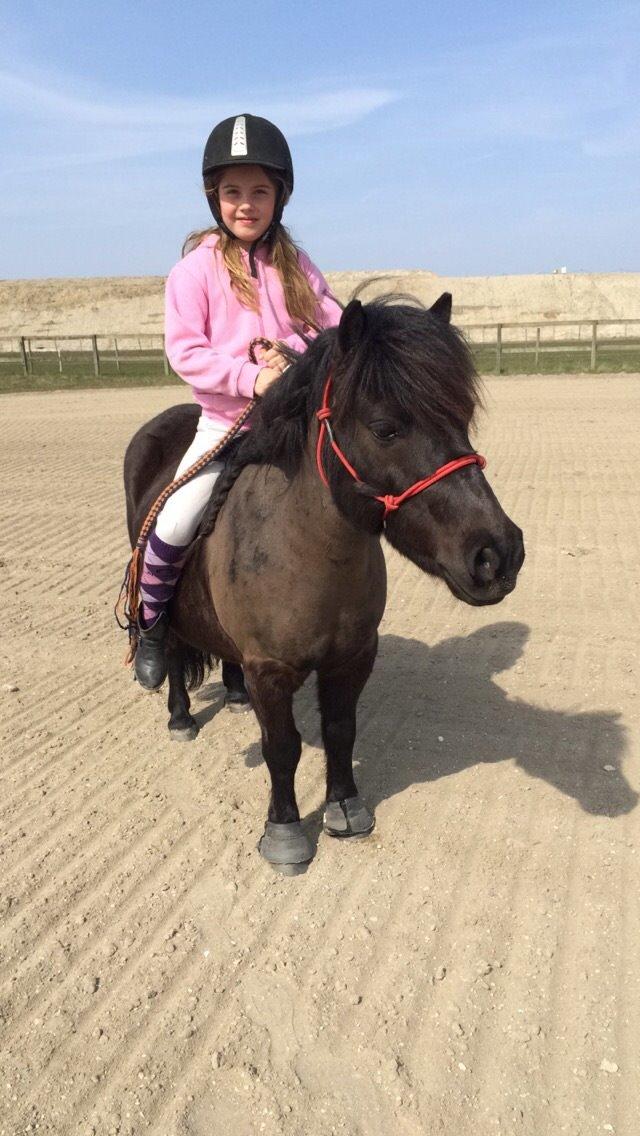 Shetlænder Harley billede 21