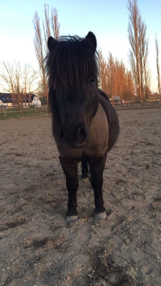 Shetlænder Harley billede 23