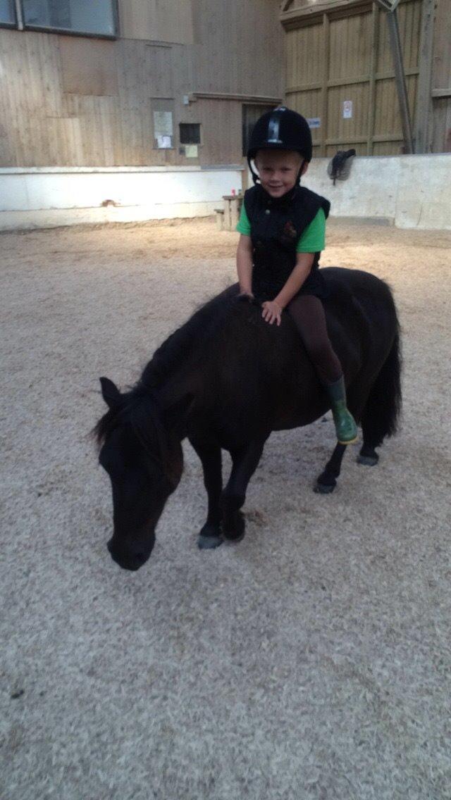 Shetlænder Harley billede 22