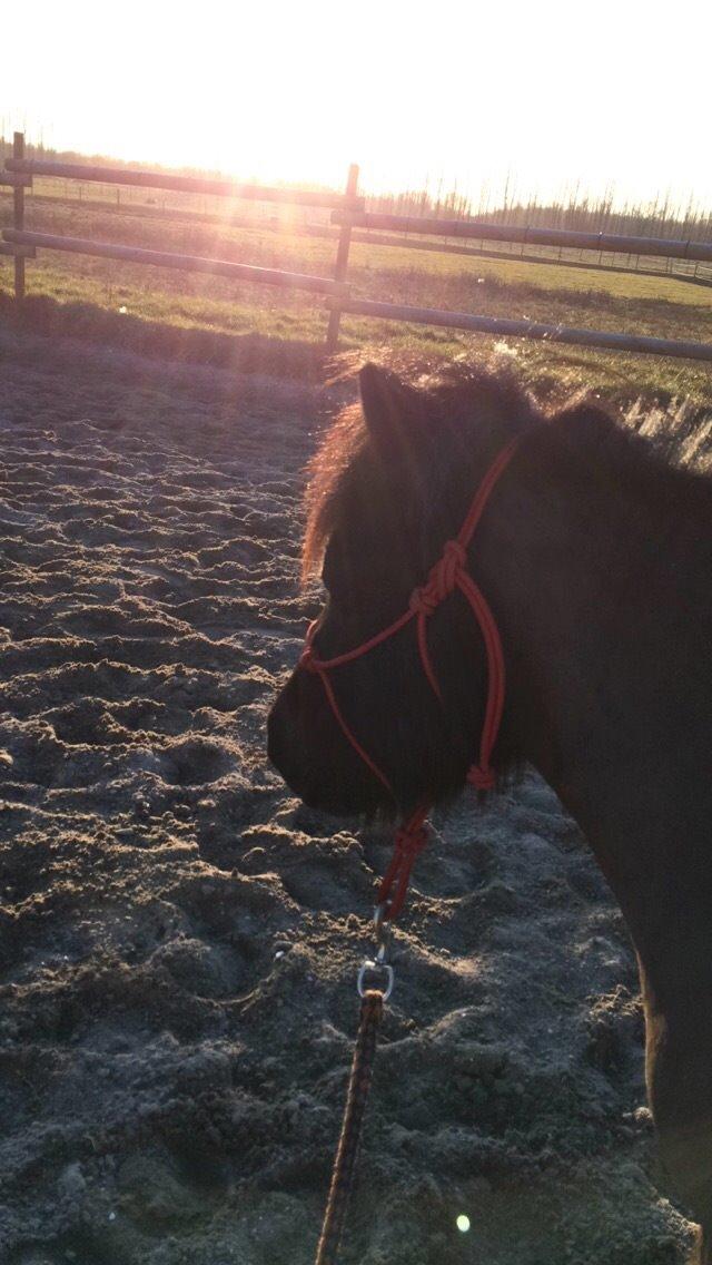 Shetlænder Harley billede 25