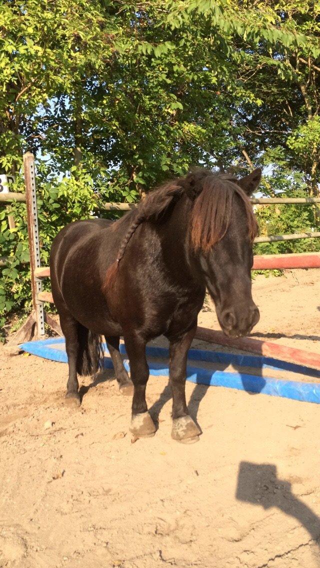 Shetlænder Harley billede 26