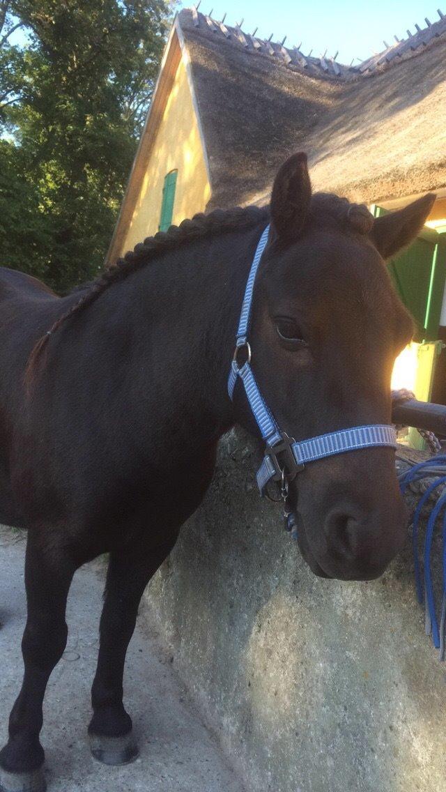 Shetlænder Harley billede 27