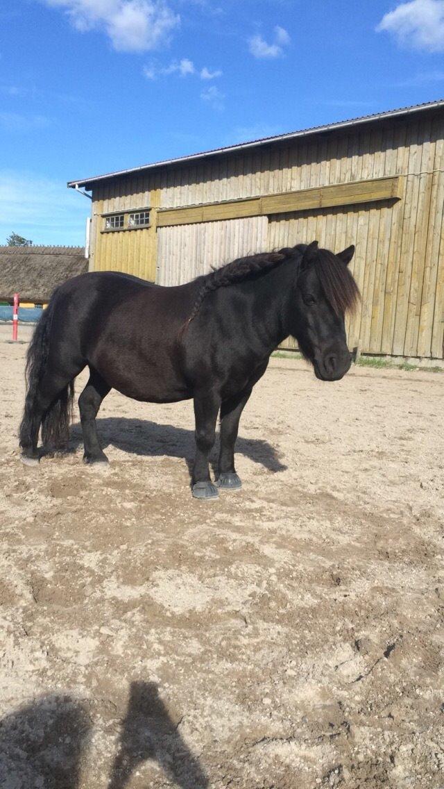 Shetlænder Harley billede 28