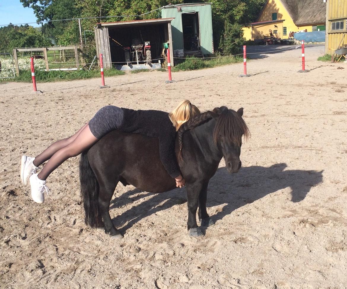 Shetlænder Harley billede 29