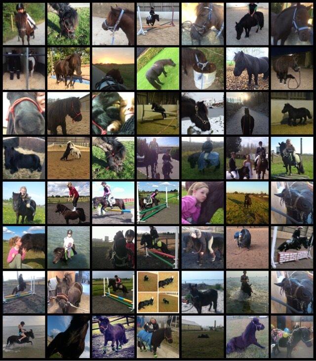 Shetlænder Harley billede 30