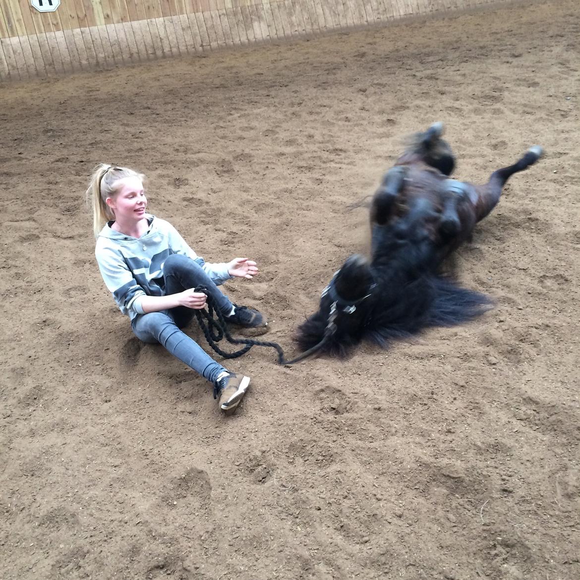 Shetlænder Harley billede 31