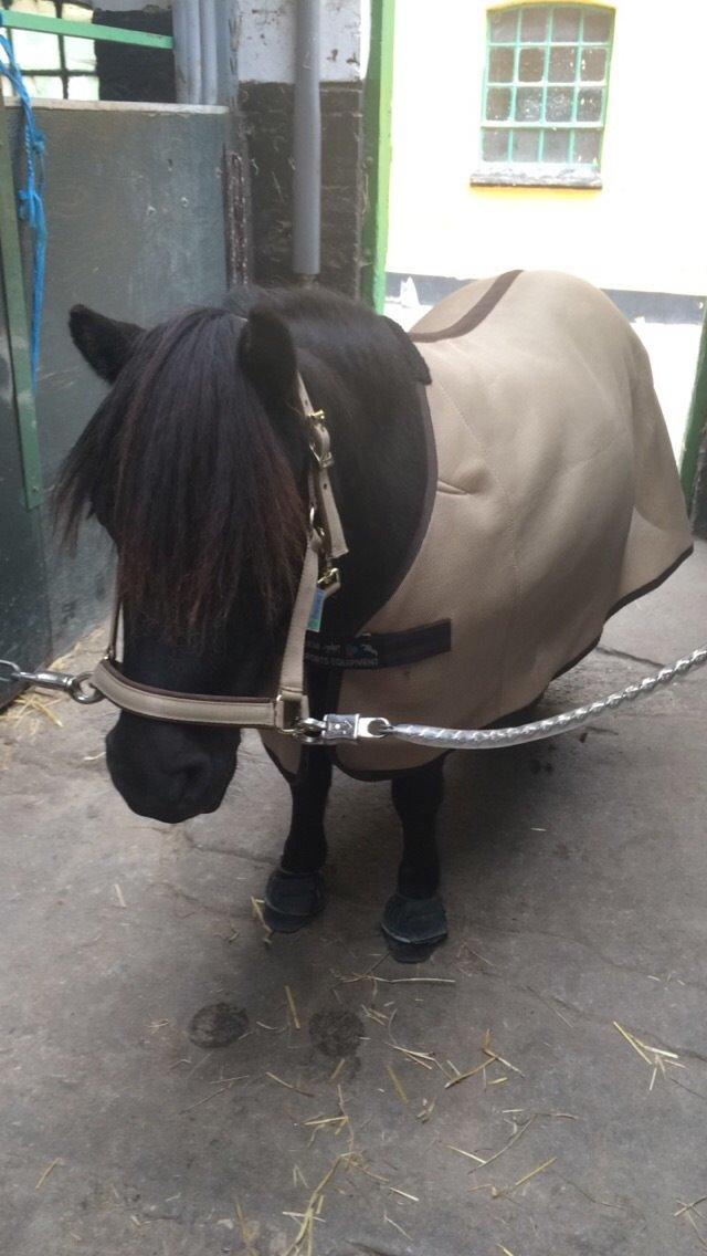 Shetlænder Harley billede 24