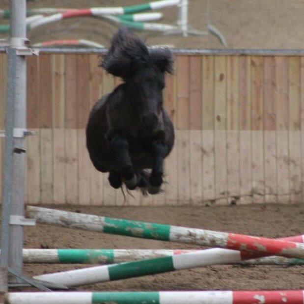 Shetlænder Harley billede 33