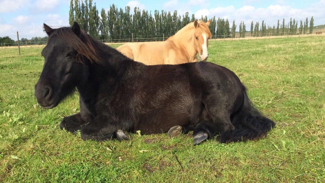 Shetlænder Harley billede 34