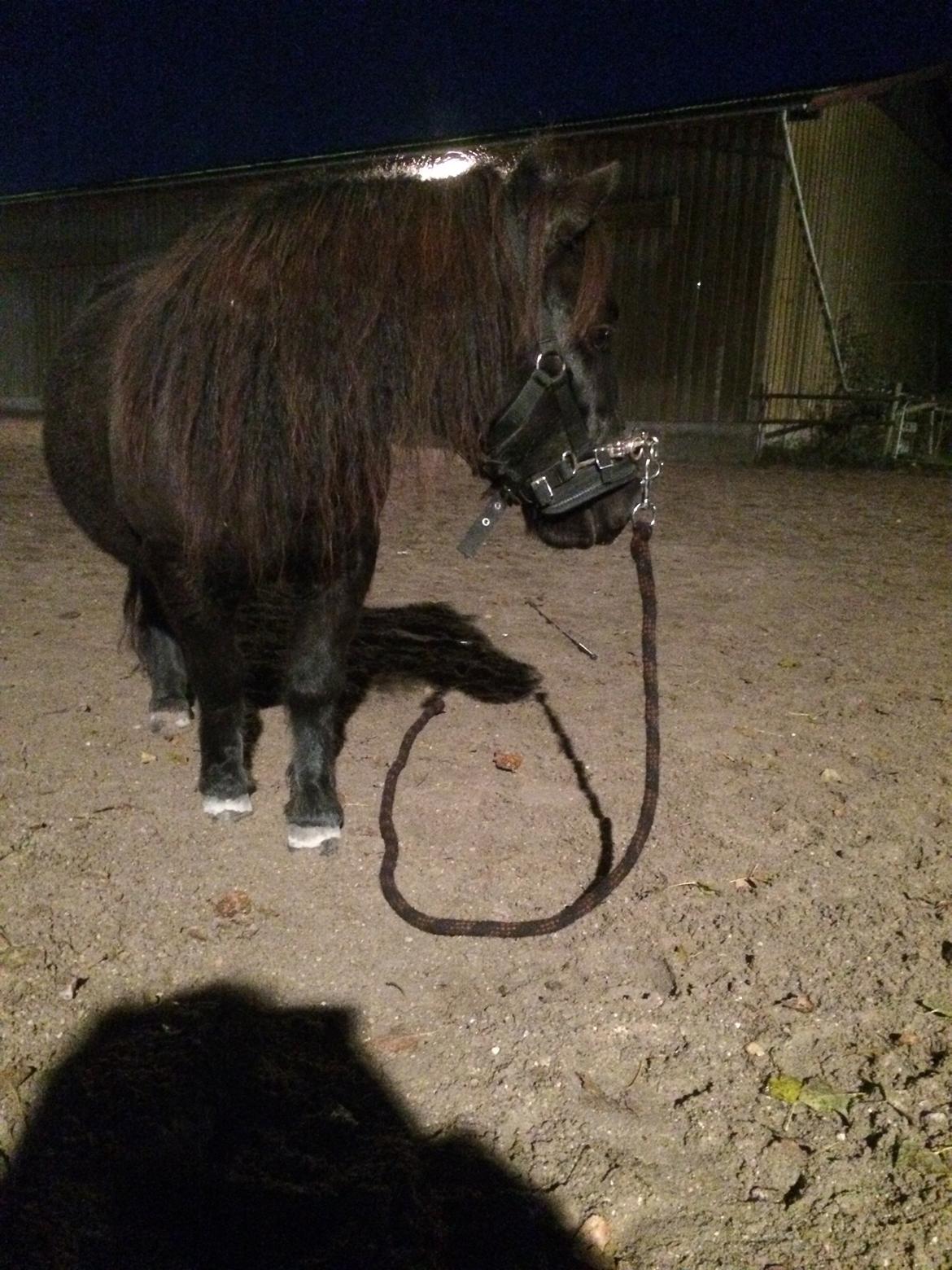 Shetlænder Harley billede 35