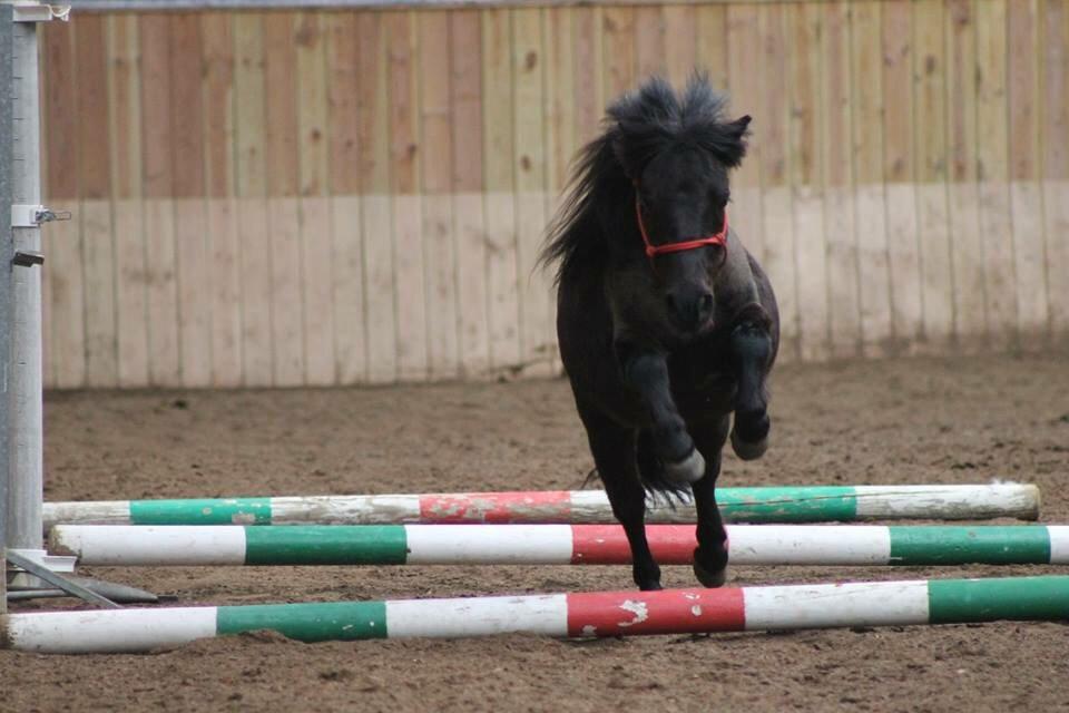 Shetlænder Harley billede 32