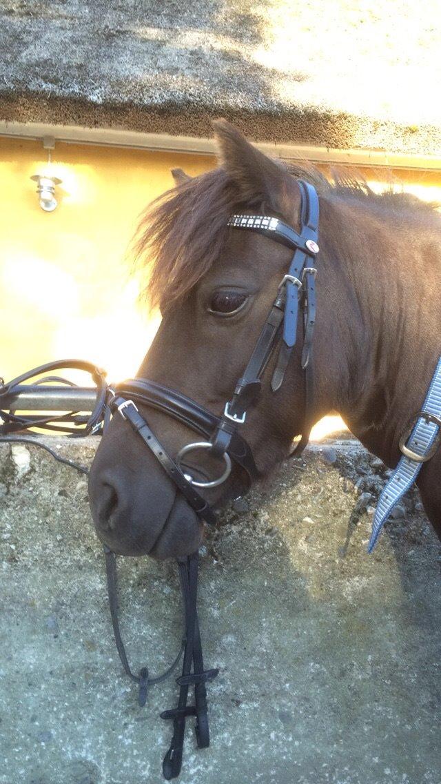 Shetlænder Harley billede 37