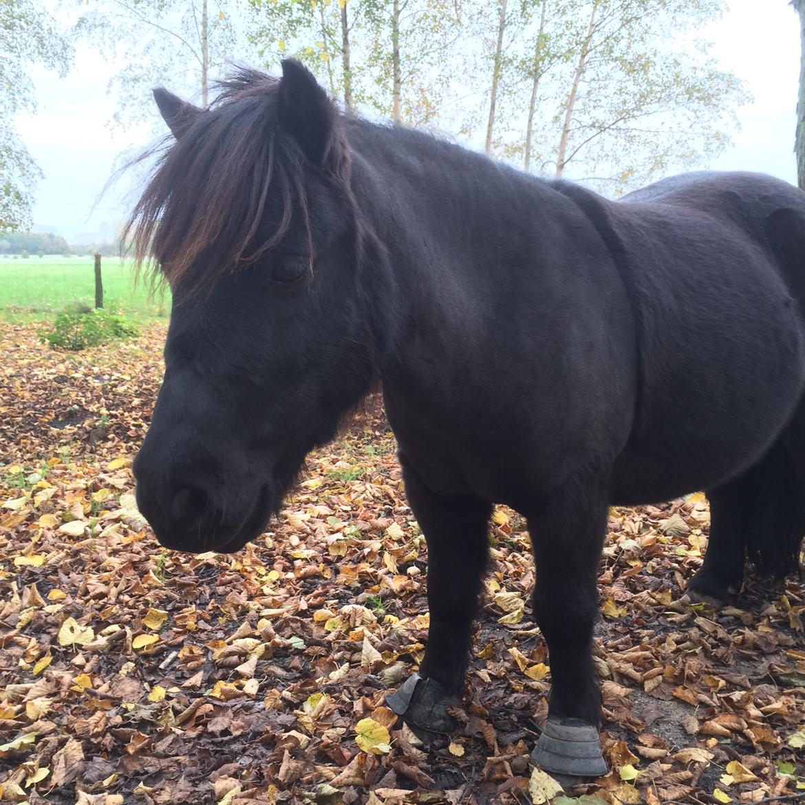 Shetlænder Harley billede 38