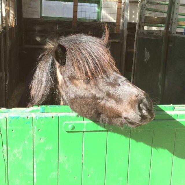 Shetlænder Harley billede 41