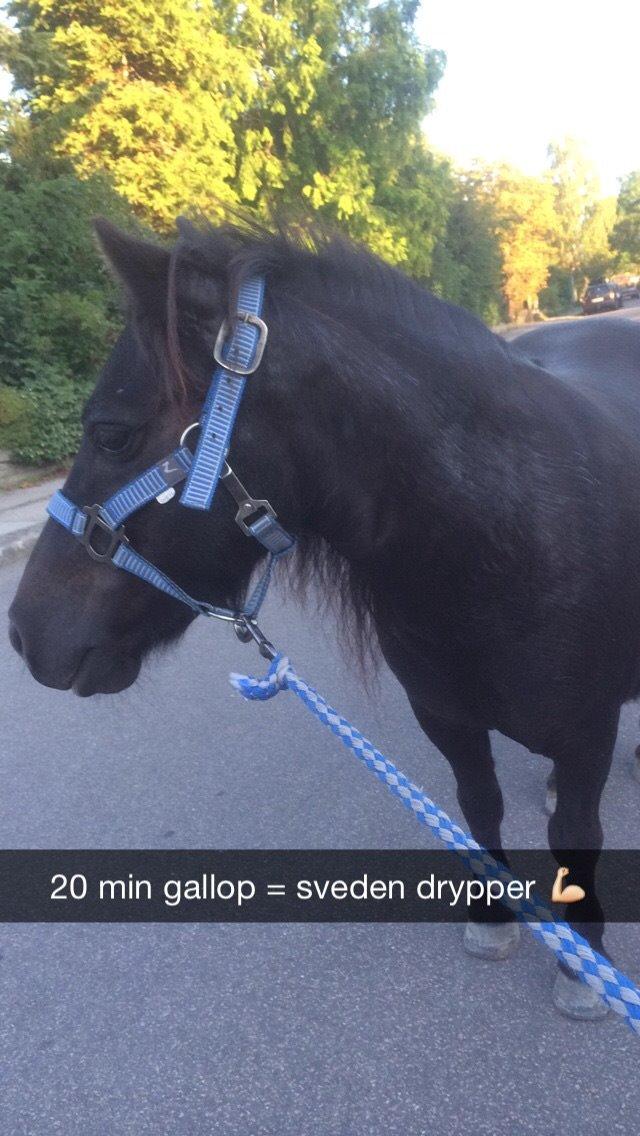 Shetlænder Harley billede 42