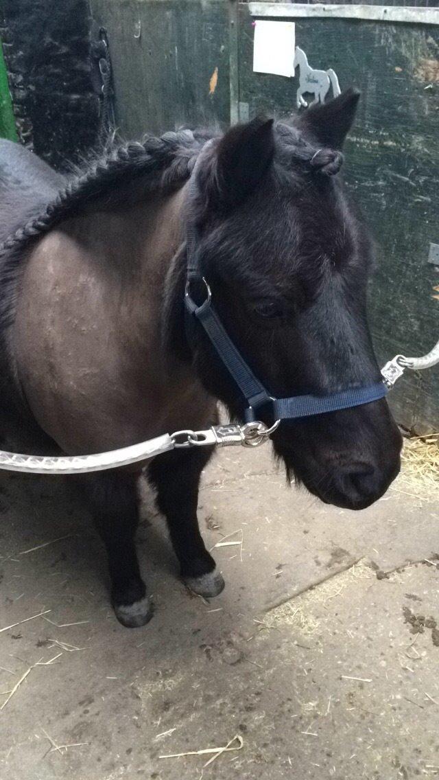 Shetlænder Harley billede 36