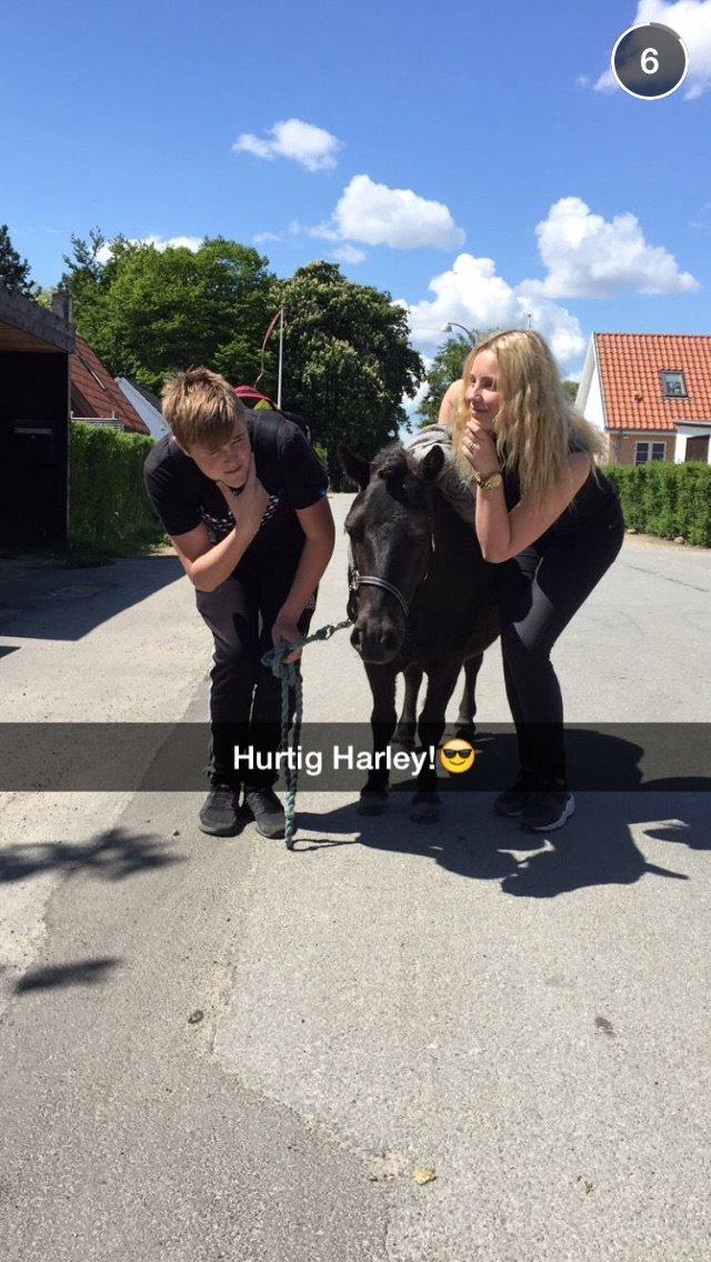 Shetlænder Harley billede 47