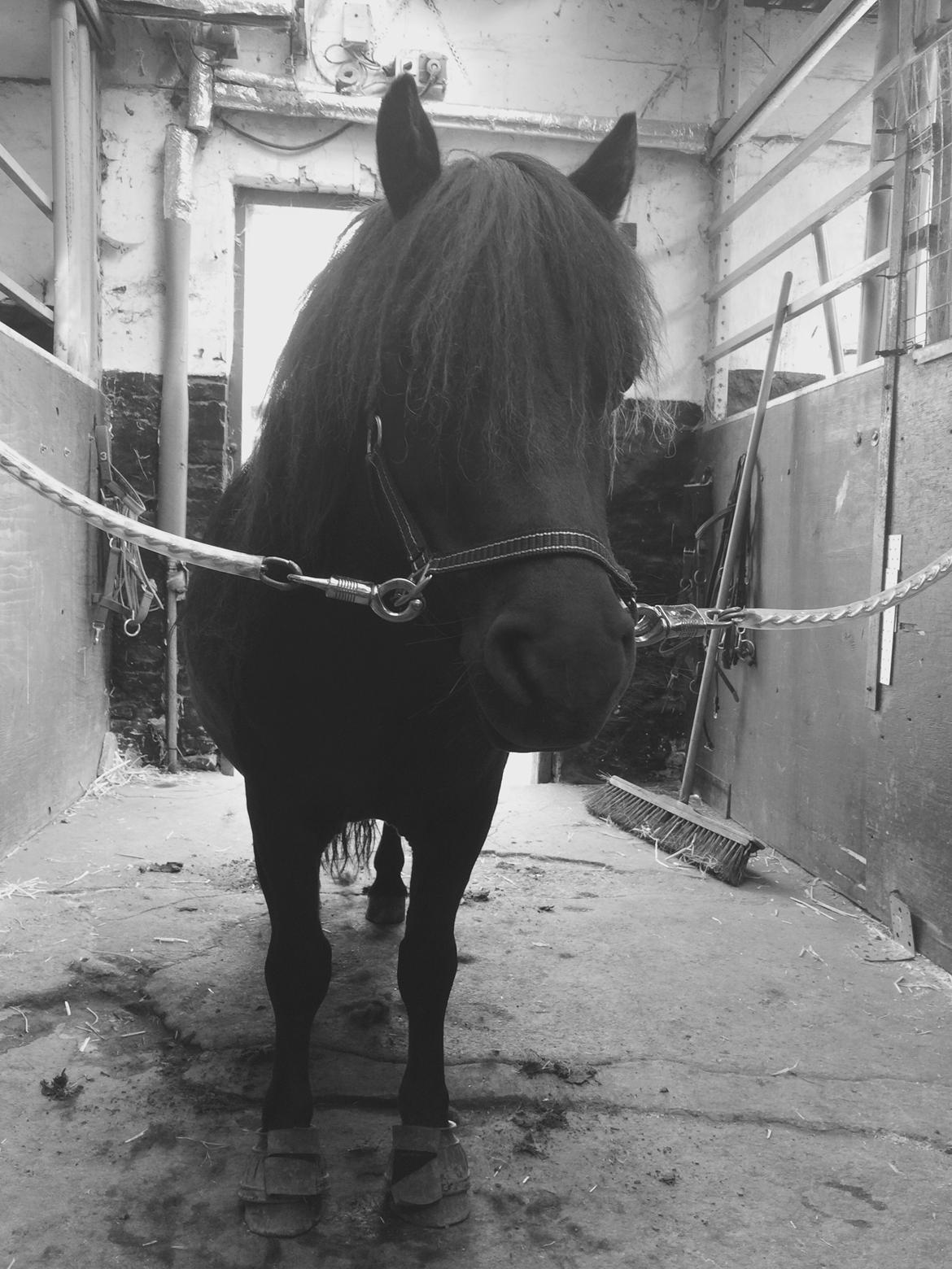 Shetlænder Harley billede 48